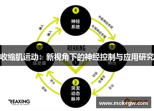 收缩肌运动：新视角下的神经控制与应用研究