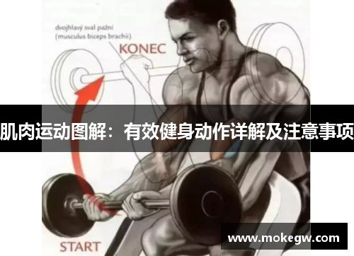 肌肉运动图解：有效健身动作详解及注意事项